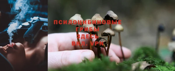 PSILOCYBIN Болотное