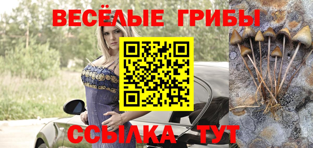 Псилоцибиновые грибы Psilocybe Вязники